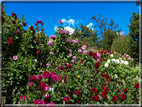 foto Giardini Trauttmansdorff - Paesaggi dell'Alto Adige